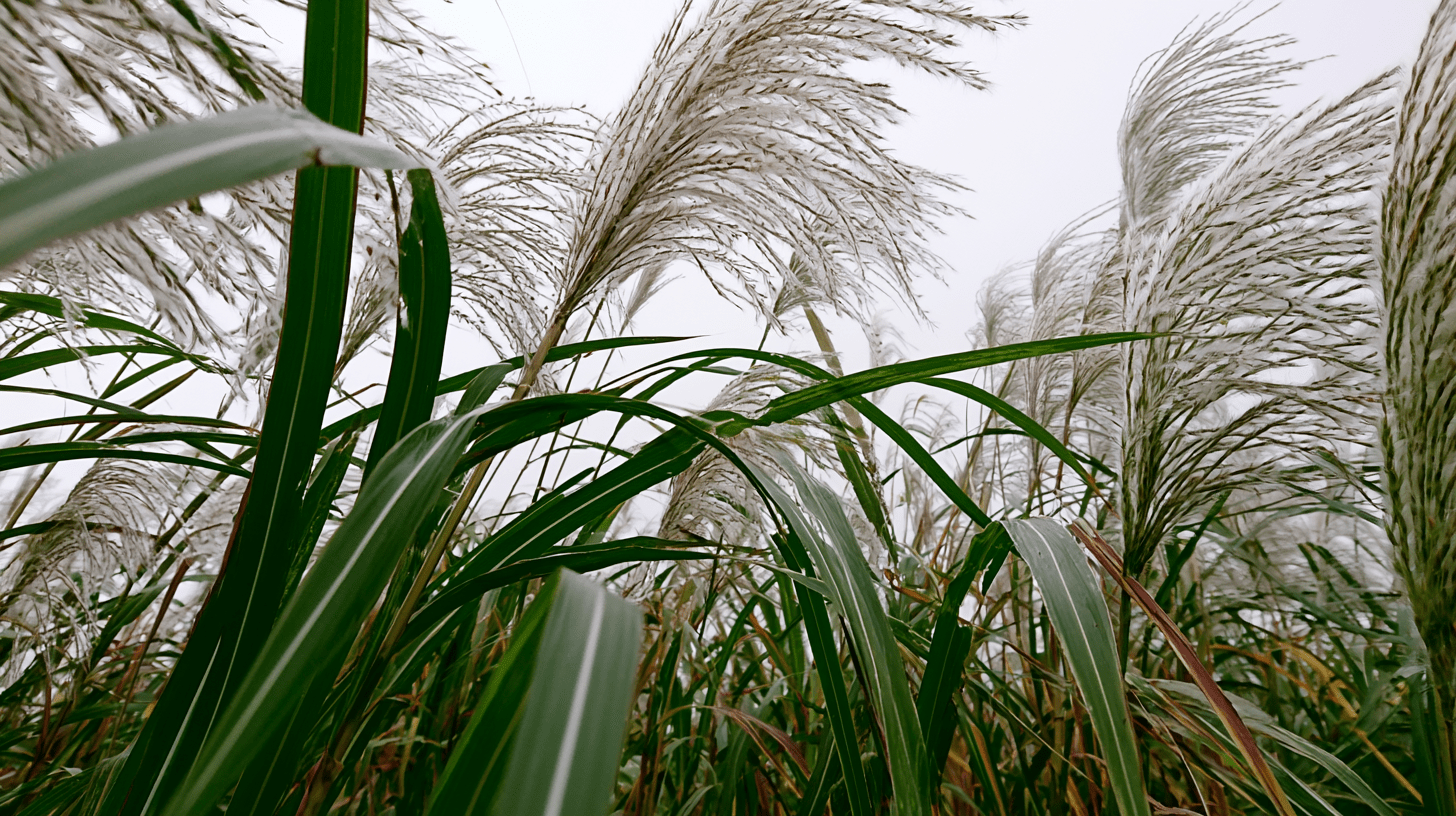Hill-House-landscape-miscantus-PGPstudio Hill House garden miscantus sinesis sarabande